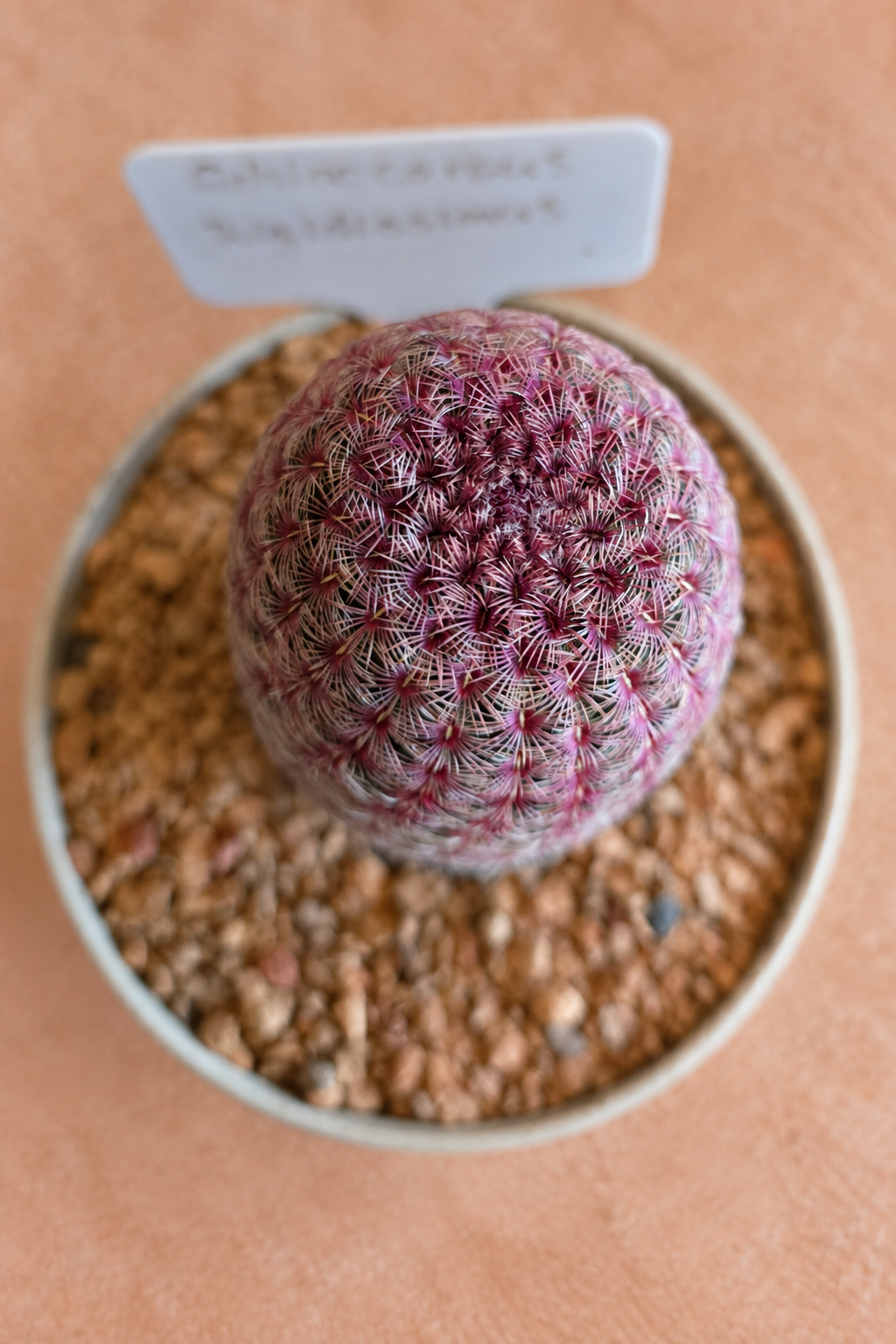 Rainbow Hedgehogs - Echinocereus rigidissimus