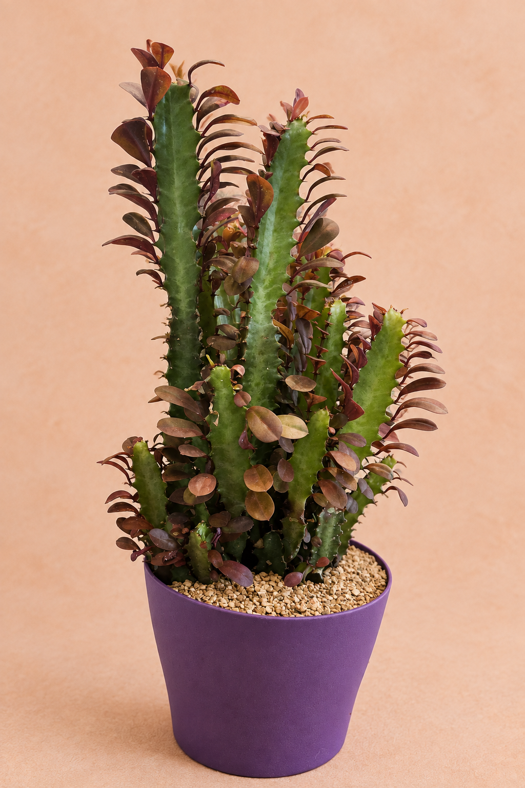 Royal Red - Euphorbia trigona 'Rubra'