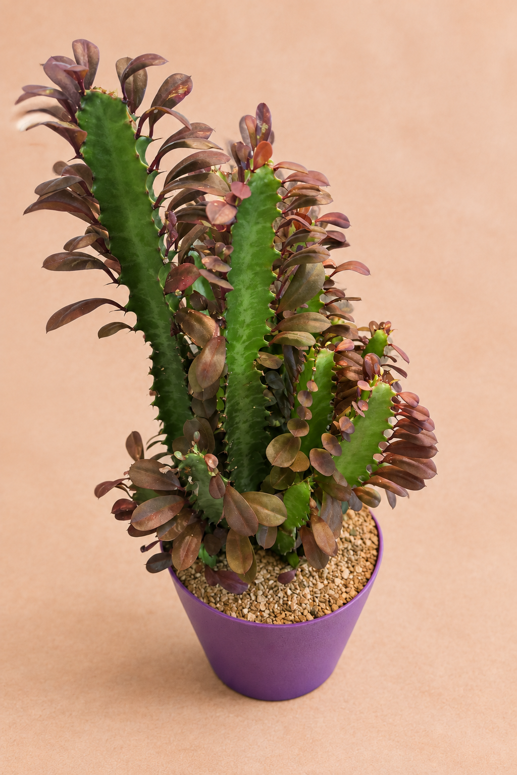 Royal Red - Euphorbia trigona 'Rubra'