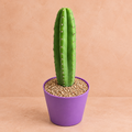 San Pedro - Echinopsis pachanoi