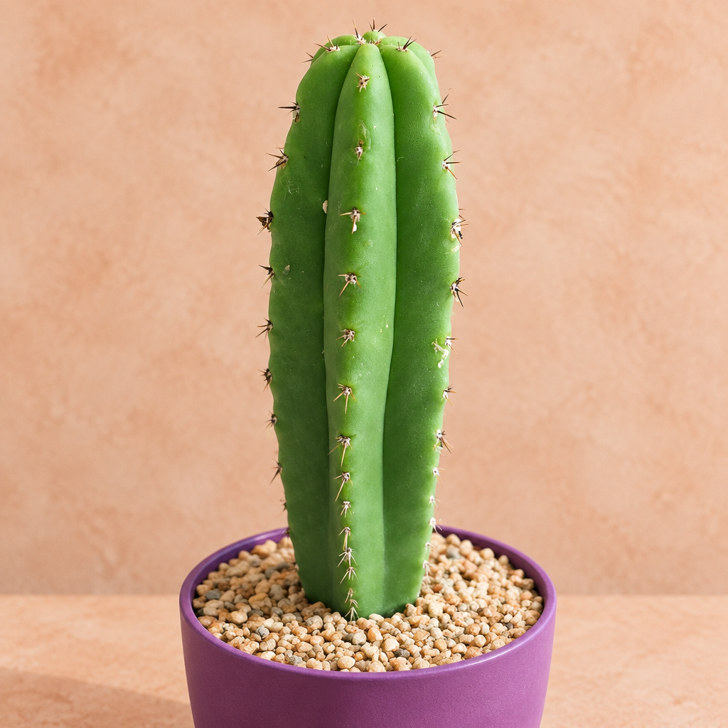 San Pedro - Echinopsis pachanoi