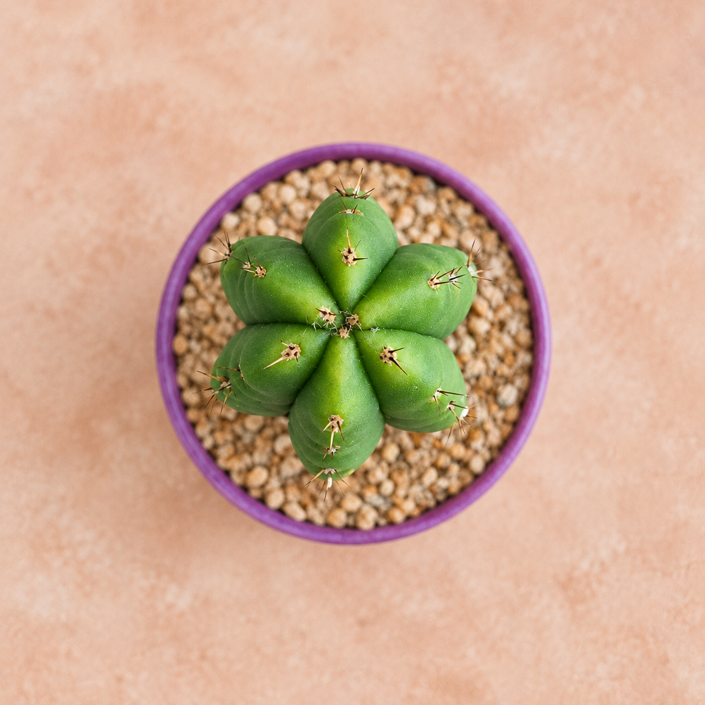 San Pedro - Echinopsis pachanoi