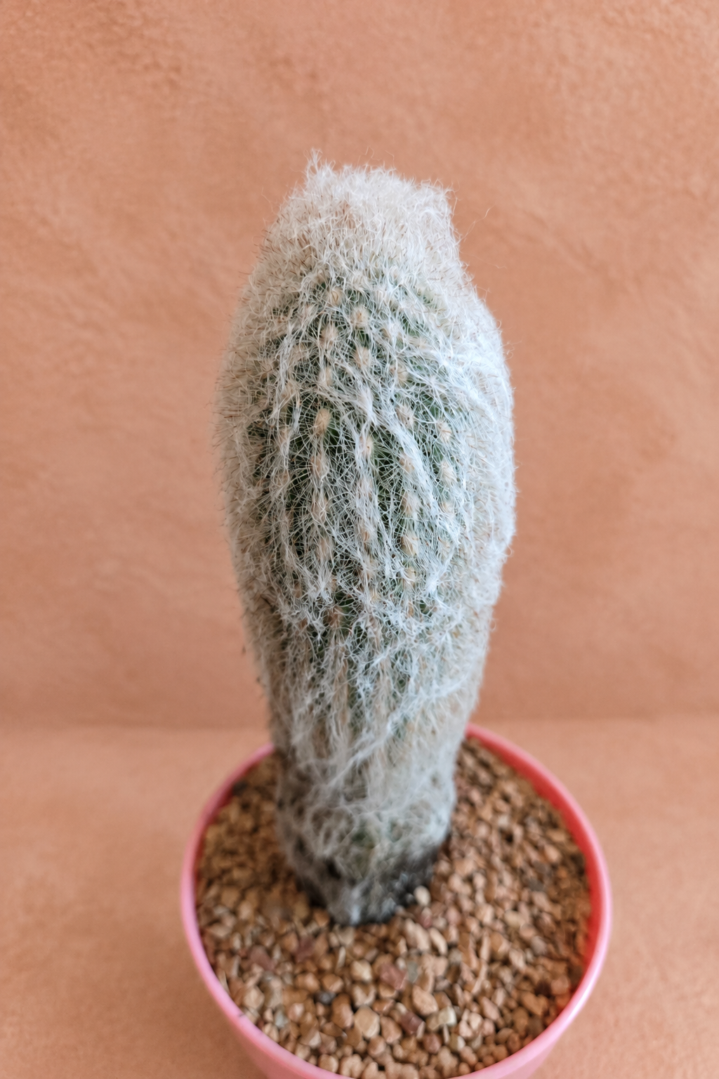 Peruvian Old Man - Espostoa lanata