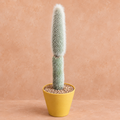 Silver Torch - Cleistocactus strausii