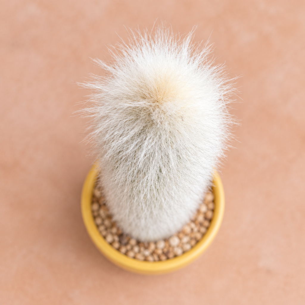 Silver Torch - Cleistocactus strausii