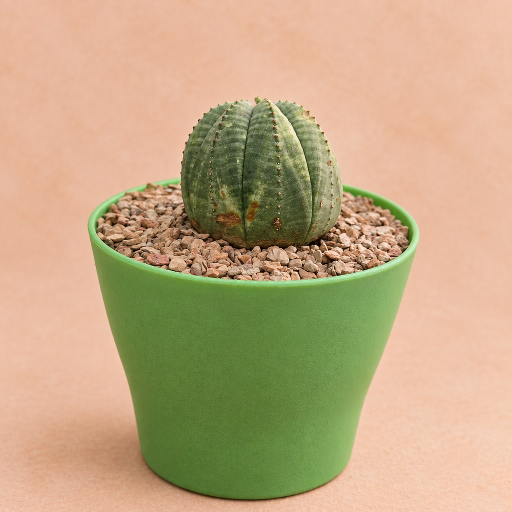 Euphorbia obesa