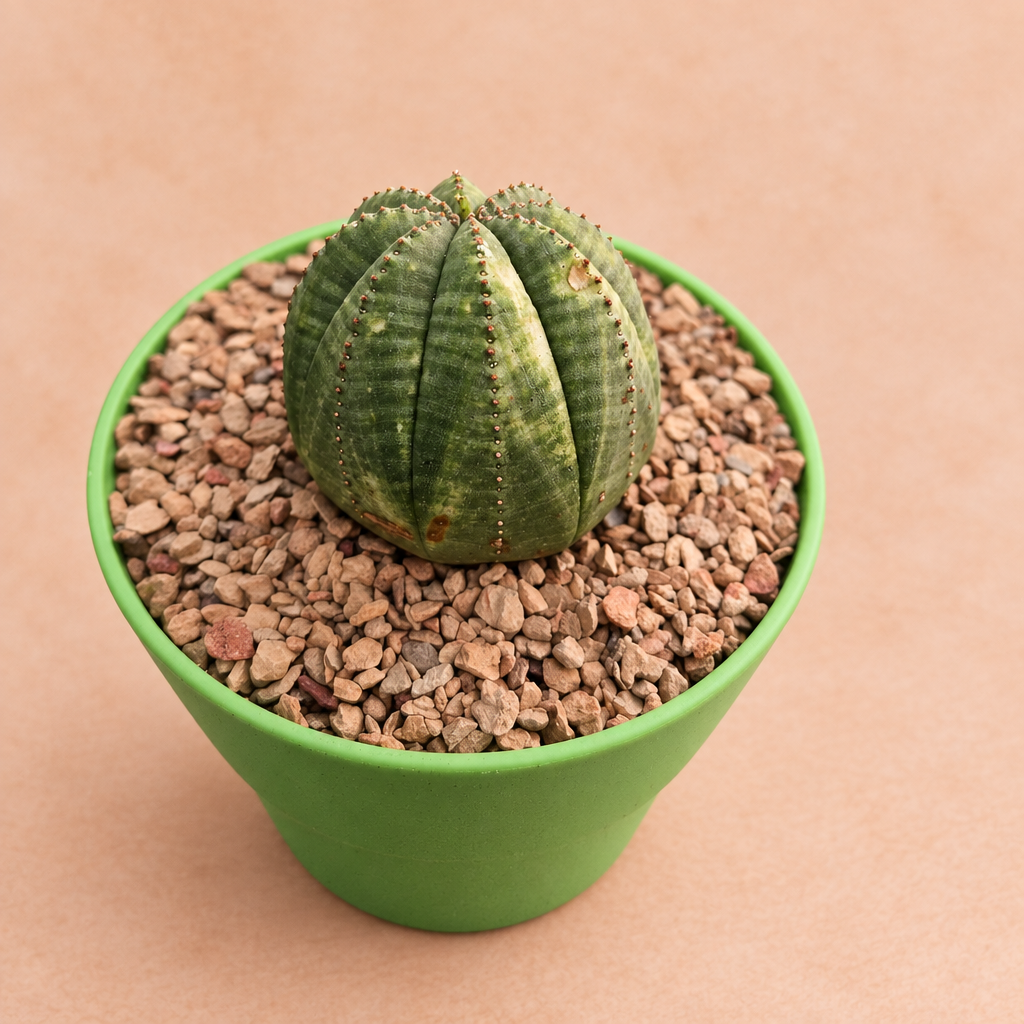 Euphorbia obesa