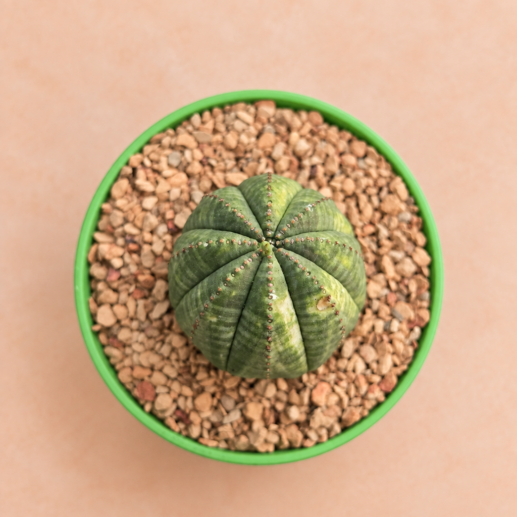 Euphorbia obesa
