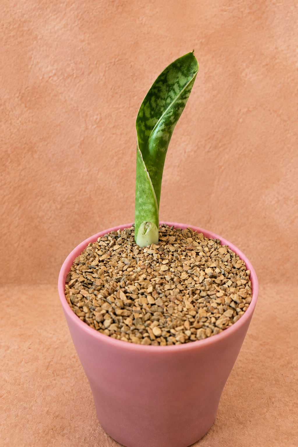 Whale's Fin - Dracaena masoniana