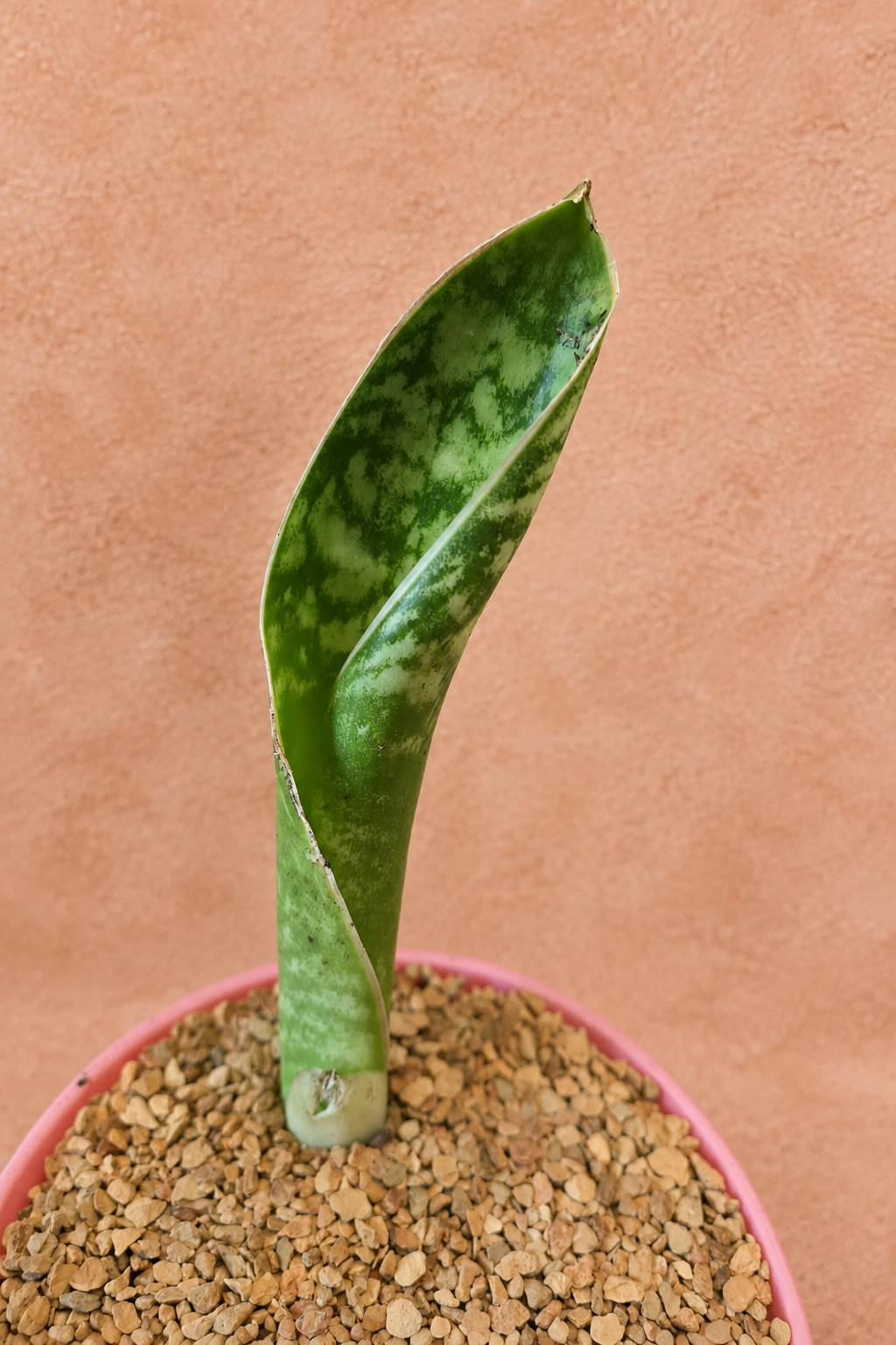 Whale's Fin - Dracaena masoniana