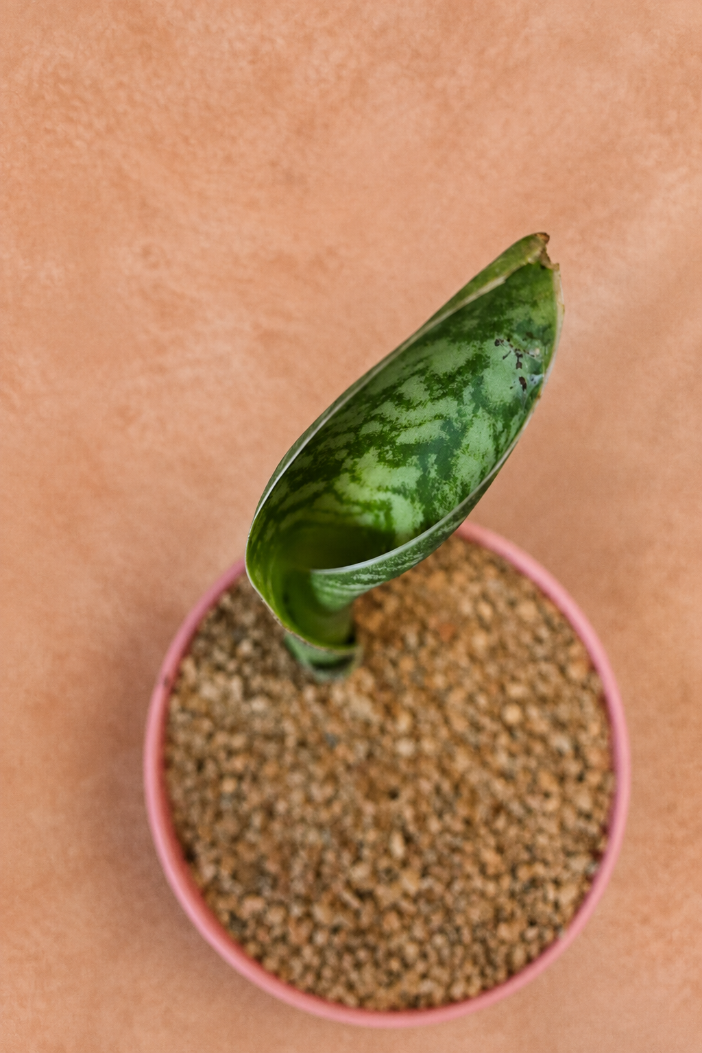 Whale's Fin - Dracaena masoniana